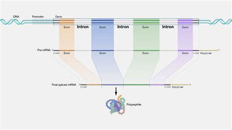 Intronserter, an advanced online tool for design of intron .